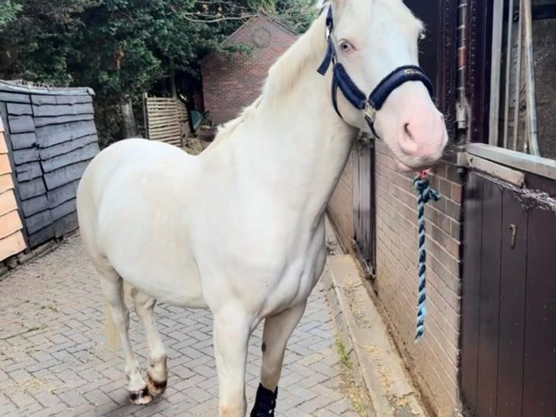 Cremello Warmblood x Cob for Sale