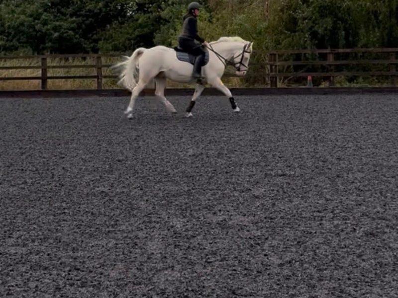 Cremello Warmblood x Cob for Sale