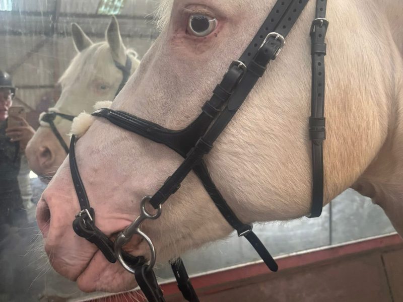 Cremello Warmblood x Cob for Sale