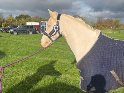 Cremello Warmblood x Cob for Sale