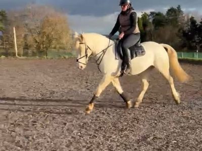Cremello Warmblood x Cob for Sale