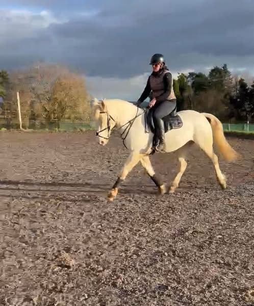 Cremello Warmblood x Cob for Sale
