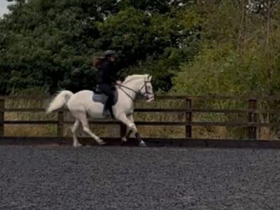 Cremello Warmblood x Cob for Sale
