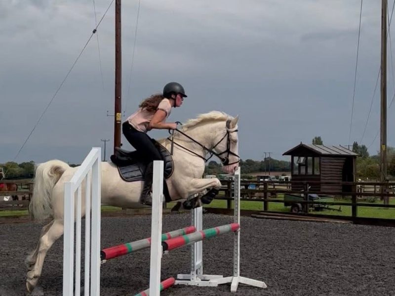 Cremello Warmblood x Cob for Sale