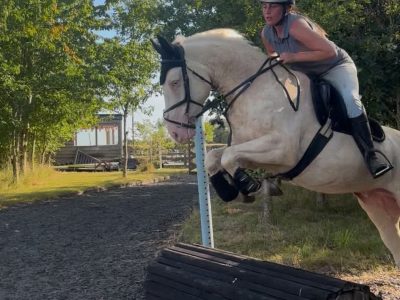 Cremello Warmblood x Cob for Sale