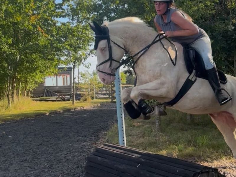 Cremello Warmblood x Cob for Sale