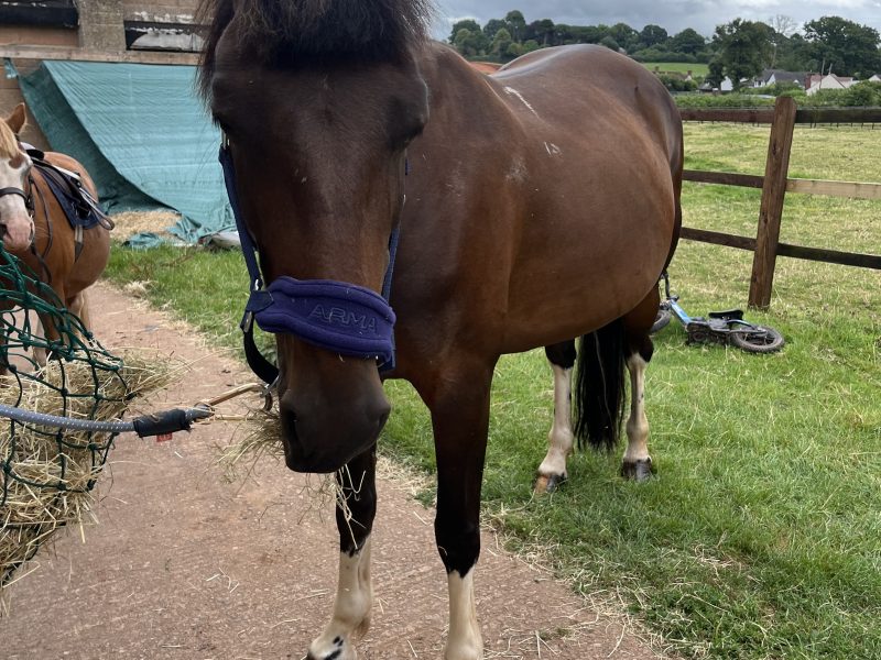Beautiful bay mare 15.2hh for sale