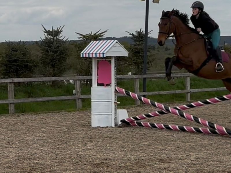 16.2 thoroughbred mare for sale