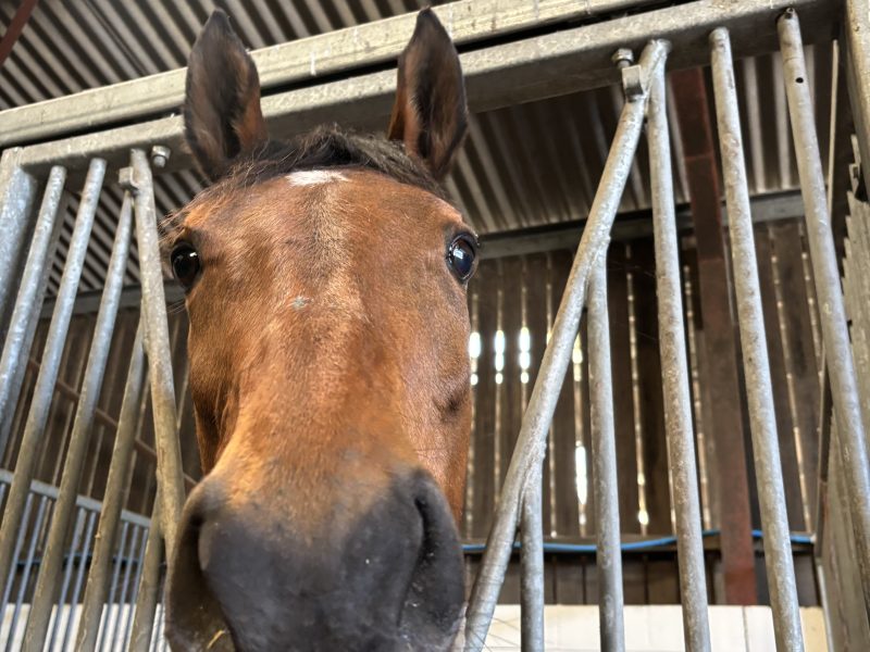 16.2 thoroughbred mare for sale