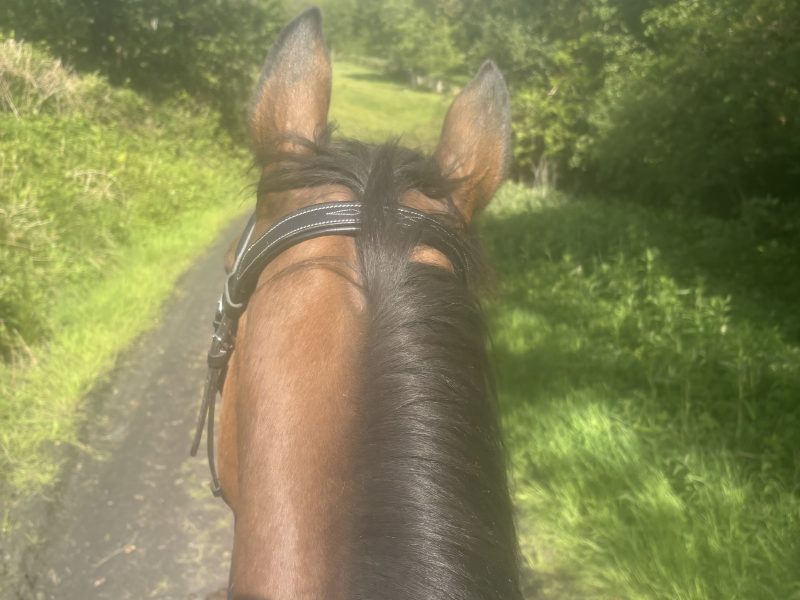 16.2 thoroughbred mare for sale
