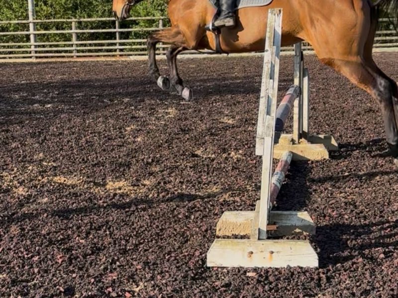 16.2 thoroughbred mare for sale