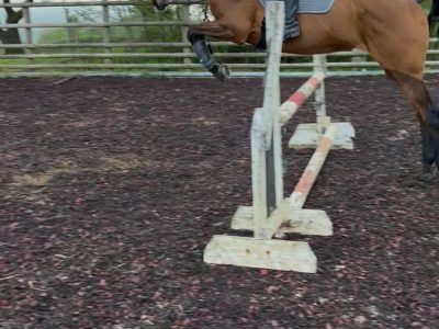 16.2 thoroughbred mare for sale
