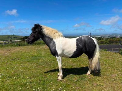 13.2 4 year old coloured mare, fun hacking pony for Sale