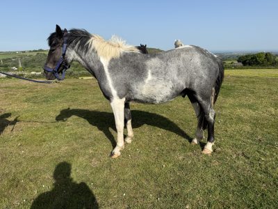 Rising 2 year old gelding to make 14hh for Sale