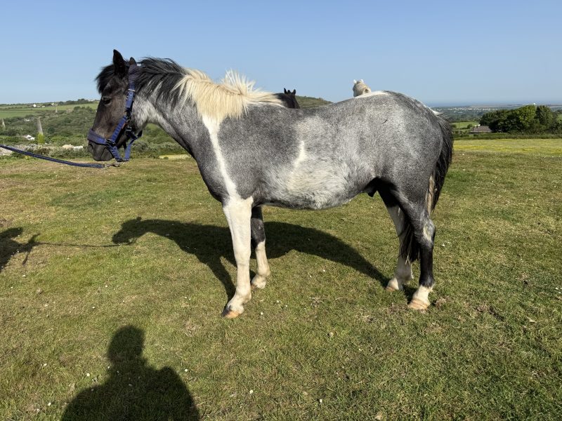 Rising 2 year old gelding to make 14hh for Sale