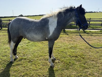 Rising 2 year old gelding to make 14hh for Sale