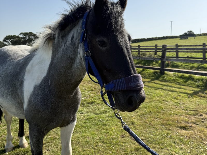 Rising 2 year old gelding to make 14hh for Sale