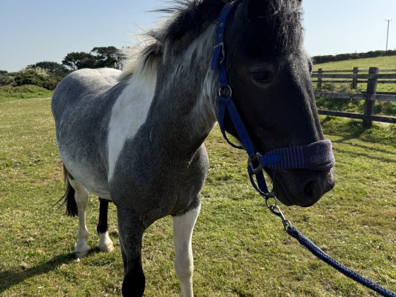 Rising 2 year old gelding to make 14hh for Sale