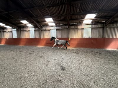 Rising 2 year old gelding to make 14hh for Sale