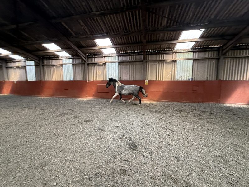 Rising 2 year old gelding to make 14hh for Sale