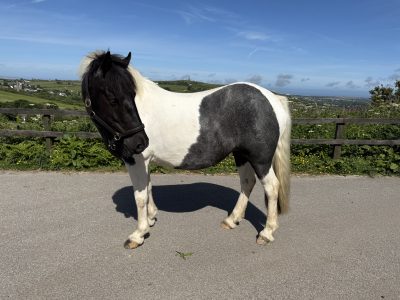13.2 4 year old coloured mare, fun hacking pony for Sale