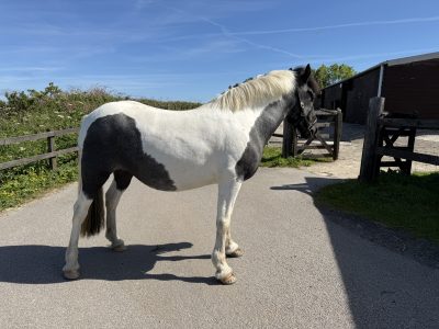 13.2 4 year old coloured mare, fun hacking pony for Sale