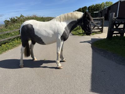 13.2 4 year old coloured mare, fun hacking pony for Sale