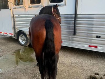 7yo beautiful blue roan AQHA mare - family trail and & youth horse