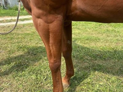 7yo beautiful blue roan AQHA mare - family trail and & youth horse