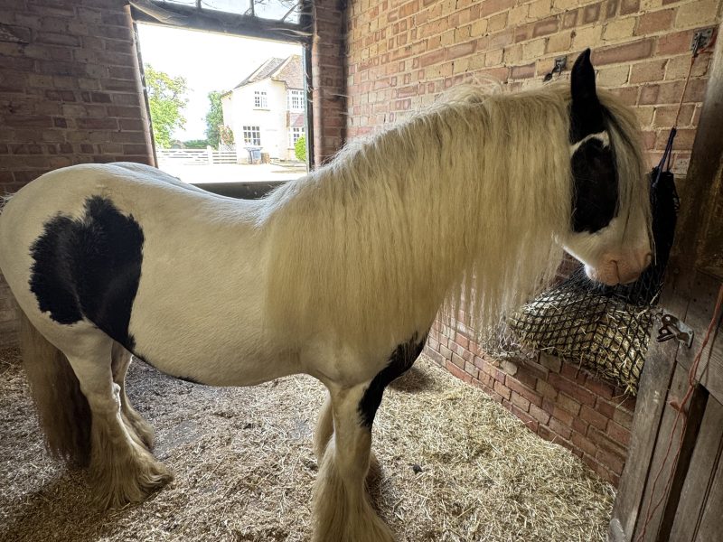 Super cob for Sale