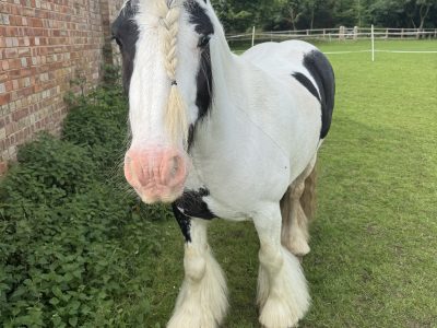 Super cob for Sale