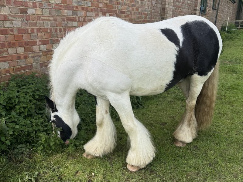 Super cob for Sale