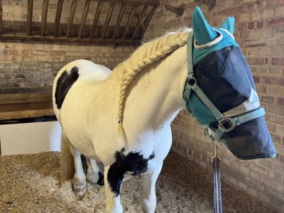 Super cob for Sale