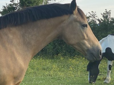 Beautiful 15.1hh Buckskin Mare For Sale