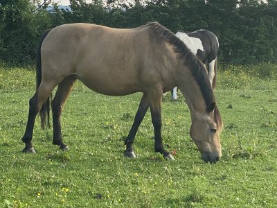 Beautiful 15.1hh Buckskin Mare For Sale