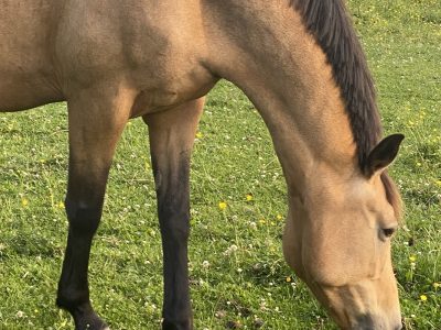 Beautiful 15.1hh Buckskin Mare For Sale