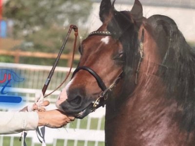 Reg Welsh sec c licensed stallion for sale