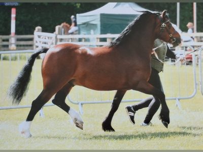 Reg Welsh sec c licensed stallion for sale