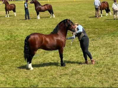 Reg Welsh sec c licensed stallion for sale