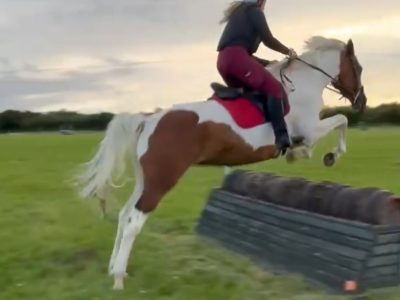 Nokandu (Kandi)– 16.3hh 8yo British Trakehner x Akhal-Teke Mare