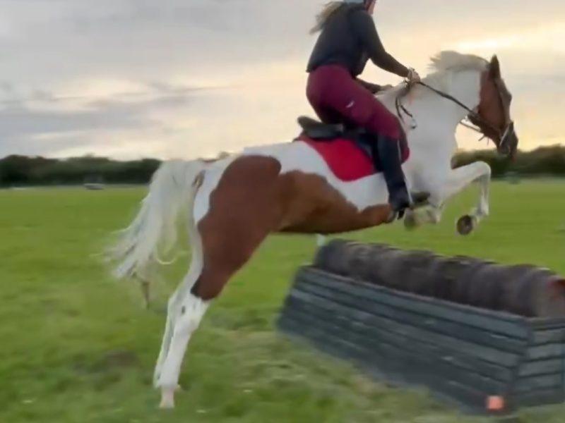 Nokandu (Kandi)– 16.3hh 8yo British Trakehner x Akhal-Teke Mare