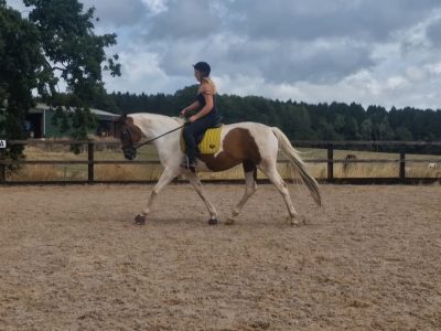 Nokandu (Kandi)– 16.3hh 8yo British Trakehner x Akhal-Teke Mare