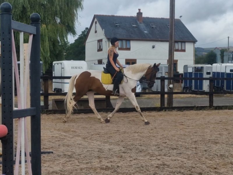 Nokandu (Kandi)– 16.3hh 8yo British Trakehner x Akhal-Teke Mare