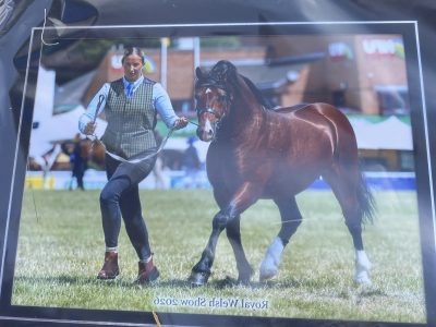 Reg Welsh sec c licensed stallion for sale