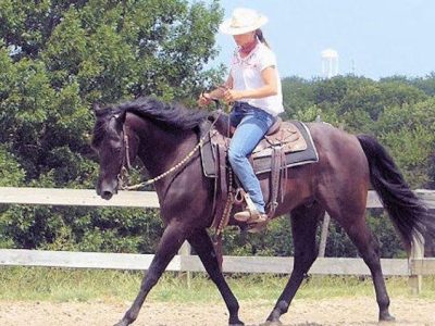 Paso Fino Gelding For Sale