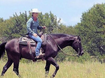 Paso Fino Gelding For Sale