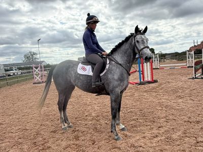 Silver 16hh, 5-Year-Old Steel Grey Mare for Sale