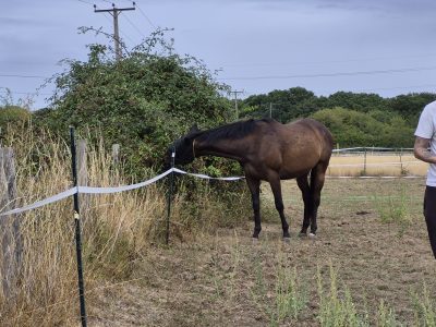Thoroughbred Gelding for Sale (Land Force x Spiritually) – Project / RoR Eligible