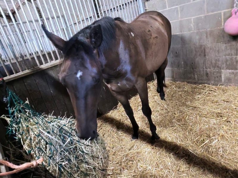 Thoroughbred Gelding for Sale (Land Force x Spiritually) – Project / RoR Eligible