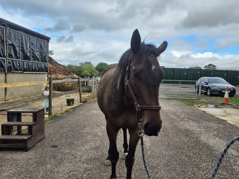 Thoroughbred Gelding for Sale (Land Force x Spiritually) – Project / RoR Eligible